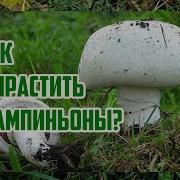 Выращивание Шампиньонов Как Вырастить Грибы В Саду