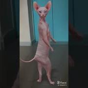 Уииии Уиии Оригинал