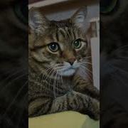 Котик Время Не Лечит