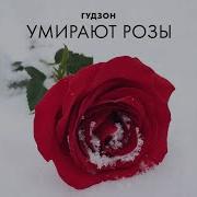 Умирают Розы Розы Мои