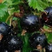 Минус Черная Смородина Я Затеплю Свою Свечку