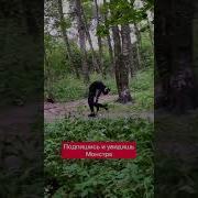 Мутанты Собаки Сталкер Музыка