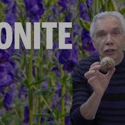 Aconite