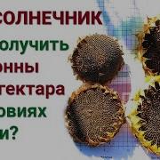 Подсолнухи Выходной