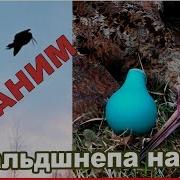 Вальдшнеп Самки