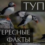 Птица Тупик