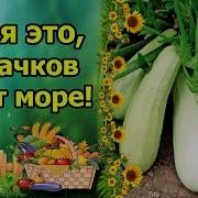 Кабачки Уход И Выращивание