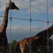 Giraffe Screaming