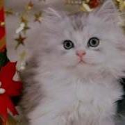 Рок Острова Котёнок