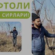 Шафтоли Кесиш