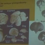 Дмитрий Филиппов Игры Сознания Нейронаука Психика Психология