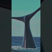 Whales Tiktok