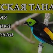 Пение Райской Танагры