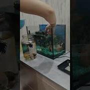 Всё Об Аквариуме И Рыбках