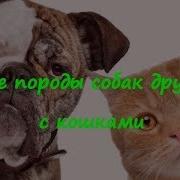 Собаки Дружат С Кошками