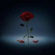 Clarx Slidv Severed Rose