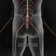 The Spinal Morphic Field