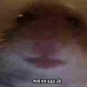 Миша Миша Привет Миша
